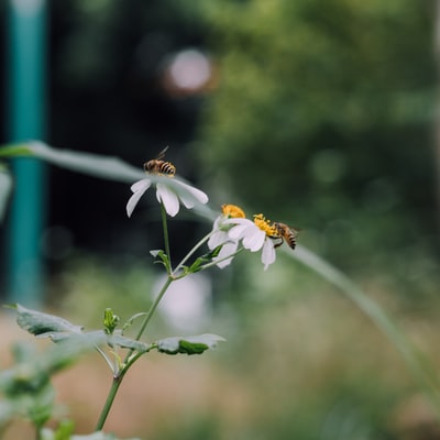 白天，蜜蜂栖息在白花上的特写摄影
